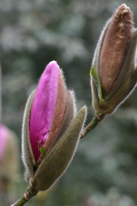 Magnolia buda Kil 